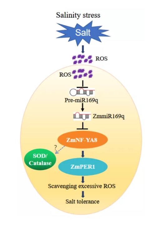 plant physiol 中國農科院生物所王磊 徐妙云團隊發現mirna提高玉米耐鹽性的新機制
